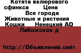 Котята велюрового сфинкса. .. › Цена ­ 15 000 - Все города Животные и растения » Кошки   . Ненецкий АО,Лабожское д.